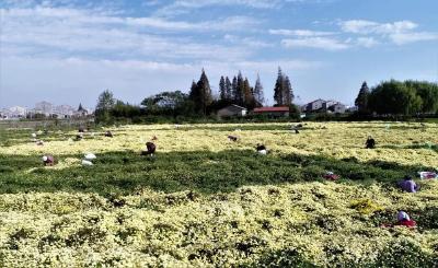 千里江陵丨茶饮佳品 花茶新宠