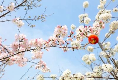 花开江陵｜六合垸：七彩云霞落此间