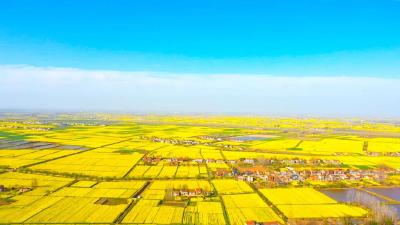 江陵：万亩油菜“画”春天
