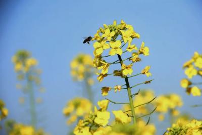 赏花正当时！江陵“油菜花赋”等你来