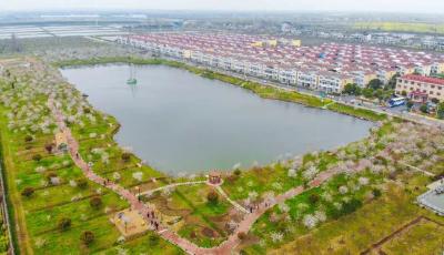江陵：乡村“樱花谷”奏响全域旅游“春之声”