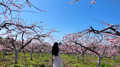 江陵：桃花朵朵开 你和景都在