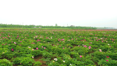 马家寨乡杨渊村：种植何首乌，拓宽致富路