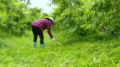 楚果庄园： 除草疏果育黄桃