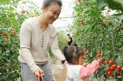 樱桃番茄红了 采摘正当时