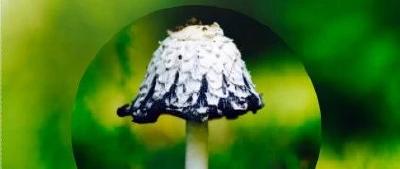 防范野生蘑菇中毒，这封公开信请查收
