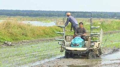 三湖管理区龚家垸社区：1.85万亩优质水稻播种接近尾声