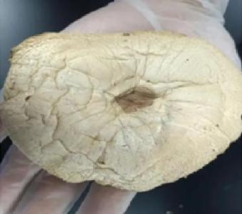 你认识大青褶伞吗？小心误食！