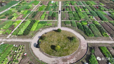 荒地变菜园，江城社区“邻里共享菜园”丰收了