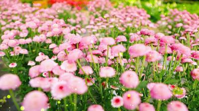 江陵冬天的“花花世界”藏在这里