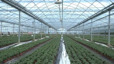从蔬菜种植到梅干菜加工，熊河镇熊彭村引进市场主体富民兴村
