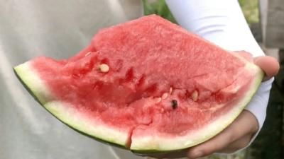 马家寨乡：赵桥西瓜名声在外不愁销