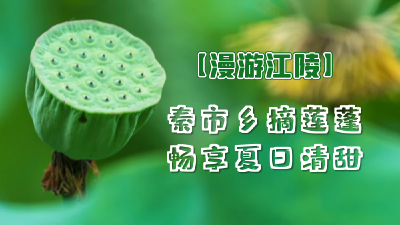 漫游江陵——秦市乡摘莲蓬，畅享夏日清甜