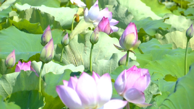 秦市乡：沼液还田新方法 莲蓬带来好“钱”景