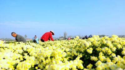 江陵：满园“黄金甲” 菊香溢八方