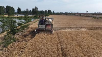 农机奔忙、颗粒归仓！这就是“襄阳熟、湖北足”的底气