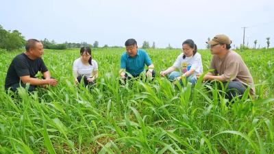 精耕细育促“拔节”——孝昌县思想铸魂锻造实干精兵