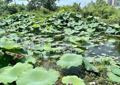 锲而不舍落实中央八项规定精神丨仙桃推进城市水体“长制久清”