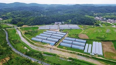 强素质 敢快干 | 孝昌小悟：红色沃土砺新兵 将军故里展新颜