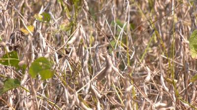 “边角料”变“香饽饽”，秦市乡打好秸秆禁烧“提前战”