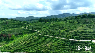 “两山”理论的生动实践：一杯茶，一片景，一条共同富裕路