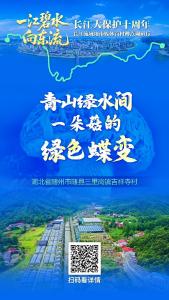 青山绿水间，一朵菇的绿色蝶变
