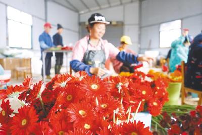 新春走基层丨日出货4万支！鄂东南“鲜花年货”飞赴大江南北
