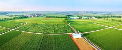 一粒种子的创新突围：襄阳农高区炼出湖北农业“增收利器”