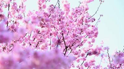 谷城老君山：一朵樱花“链”起乡村致富路