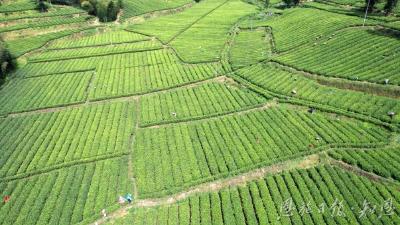 武陵春早茶事忙