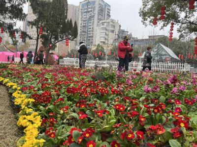 崖壁花开，香越重洋 ——一朵报春花的故土新生