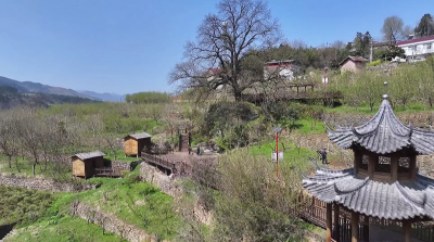 老树不语，茶园作答——一棵老树，何以“红”了一座山村？