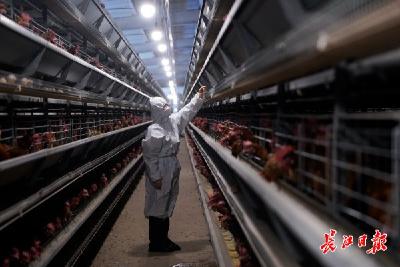 养殖户一句“手续比养猪还麻烦” ，她推动11项申报材料压成1张纸