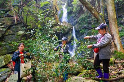 湖北通山：一叶生 一链深 一方兴