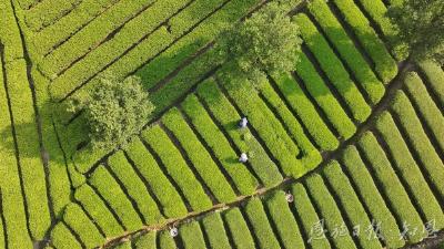 绿叶跨越山海 侗乡茶香天下——恩施市芭蕉侗族乡全力推进“名优茶出省、大宗茶出海”战略
