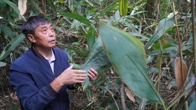 一片箬叶，成三万农户“绿色存折”