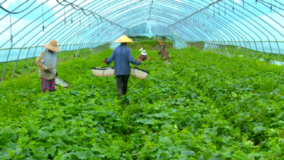 江陵：一棚甜瓜飘香，这个村的“玫珑”成了抢手货