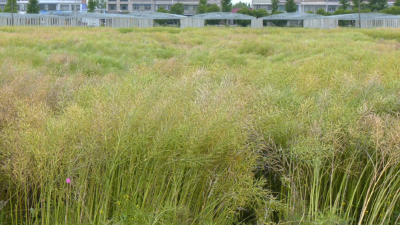 量身适配江陵多雨气候！两大油菜新品种在江陵培育成功