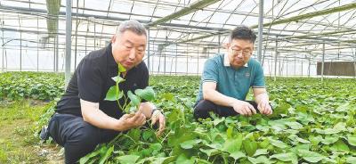红薯“几毛一斤”到产值48亿，这位红安老兵做对了什么？