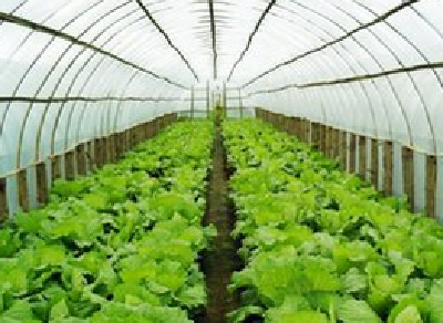 11月物价稳中有涨 蔬菜同比涨幅大