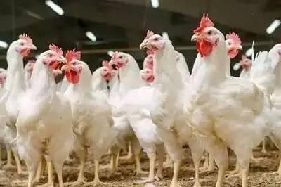 禽流感防控进行大排查 提醒肉煮熟才能食用