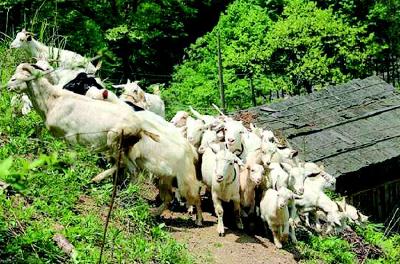 兴山丨黄家河村发展产业富长远