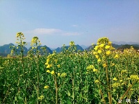 远安鹿苑油菜花开