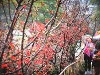 儿童公园海棠盛开