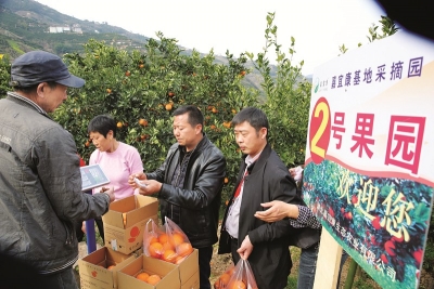 郭家坝农民杜承培6亩红肉脐橙收入突破10万元