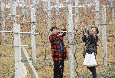 枝江农民科学种植助增收