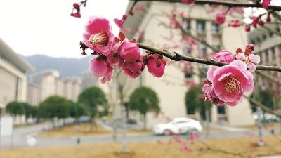 五峰：墙角数枝梅花开