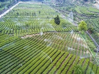 “三峡茶谷”加紧采摘明前茶