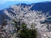 五峰丨三生三世缘 十里樱花开