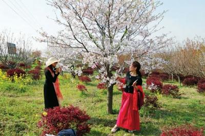 当阳丨沮漳河畔樱花烂漫